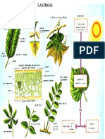 Las Hojas PDF