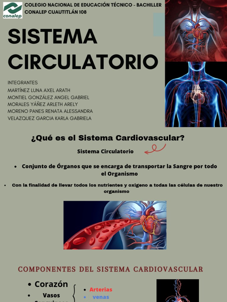 Sistema Circulatorio para Niños | PDF | Sistema circulatorio | Corazón