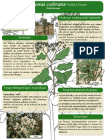 Vernonia Colorata Affiche Burkina PDF