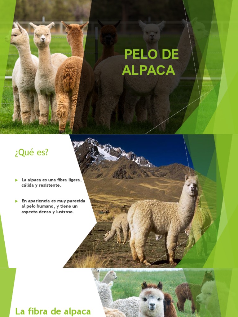 Fibra de Alpaca PDF | PDF