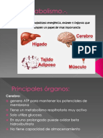 Metabolismo en Los Distintos Tejidos