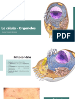 Celula - Organelos (Mitocondrias, Lisosomas, Peroxisomas)