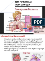 Sistem Pernapasan