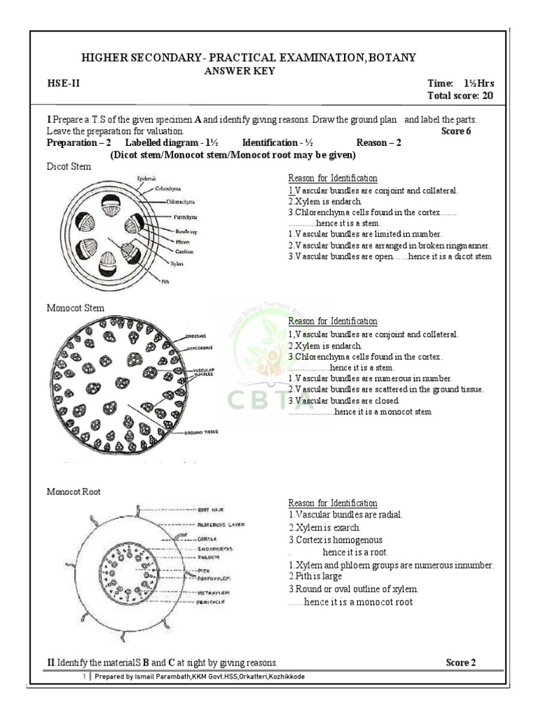 Analysis of Botany Practical Examination Answer Key | PDF | Plant Stem ...