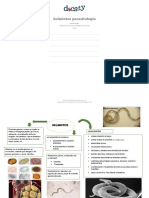 Docsity Helmintos Parasitologia 1 PDF