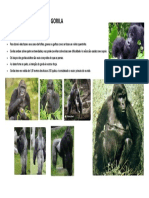 Cartaz Gorila