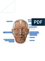Anatomía Facial