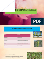 Sub Clase de Hamamelidae