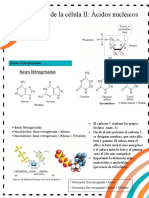 Clase BioCel II Componentes de Quimicos de La Celula