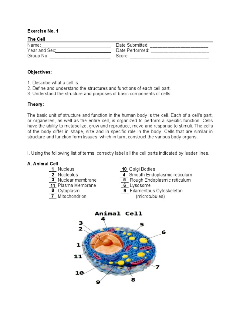 Exercise No. 1 The Cells | Download Free PDF | Endoplasmic Reticulum ...