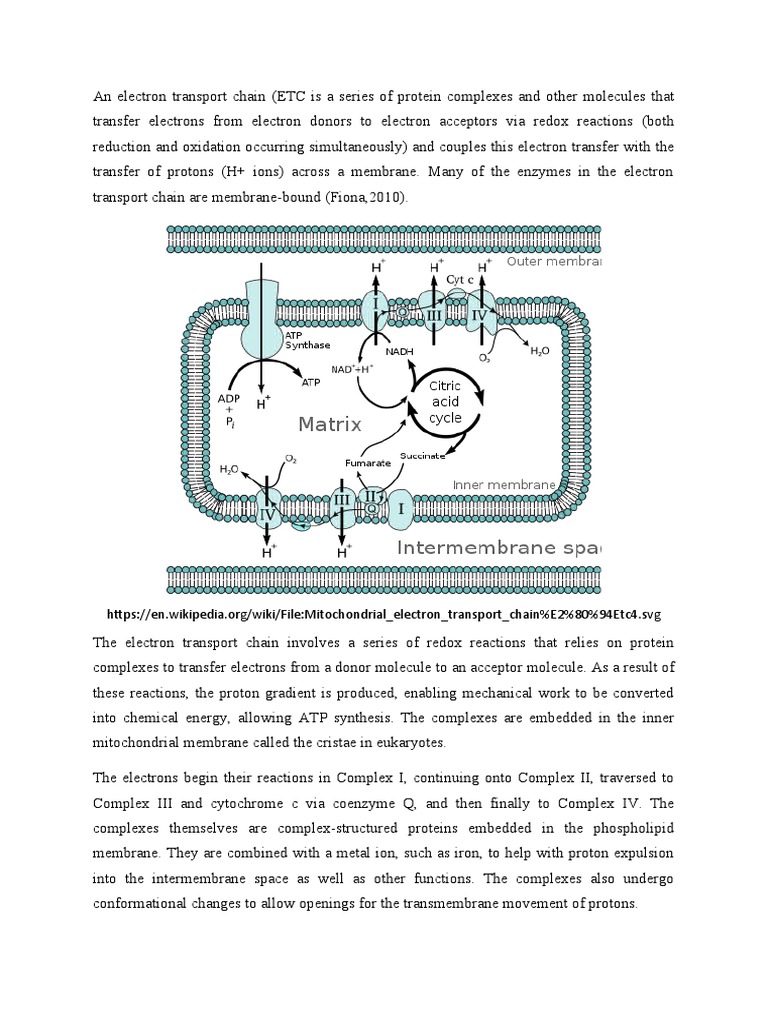 An Electron Transport Chain | PDF | Electron Transport Chain ...