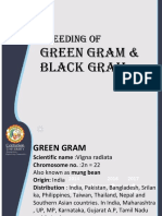 Green Gram Black Gram Breeding