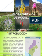 FLORA ENDEMICA DE MOQUEGUA EVELYN AGREDA MONTALICO