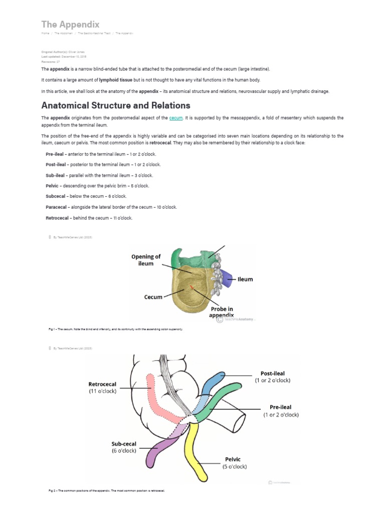 The Appendix - Retrocecal - Arterial Supply - Appendicitis ...