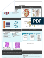 Enfermedades renales: glomerulopatías y tumores