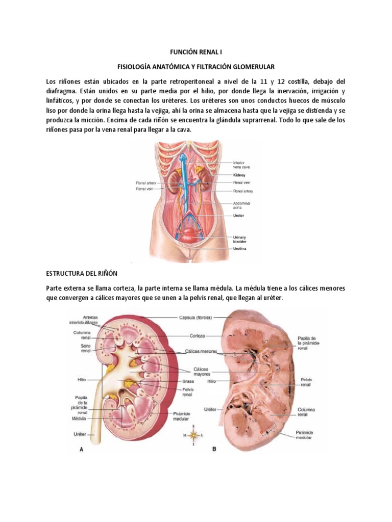 Anatomía y Función del Riñón | PDF | Riñón | Órgano (anatomía)