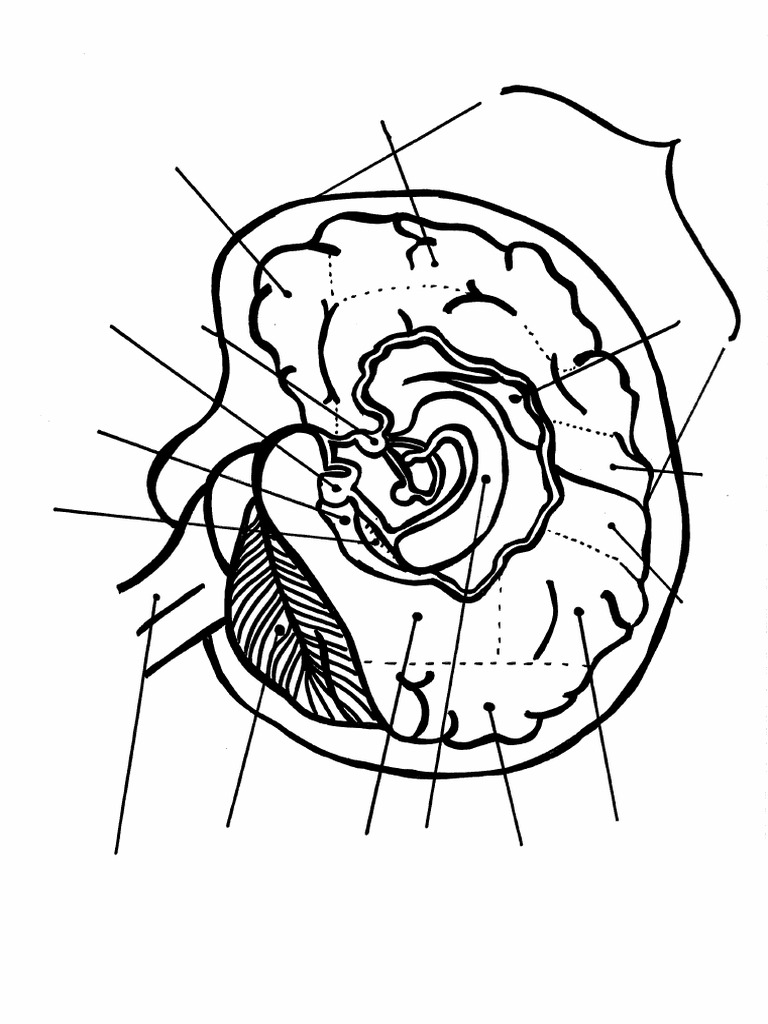 Brain Coloring Page | PDF