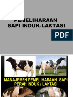 3 Pemeliharaan Sapi Induk Laktasi