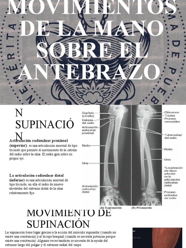 Pronación y Supinación | PDF