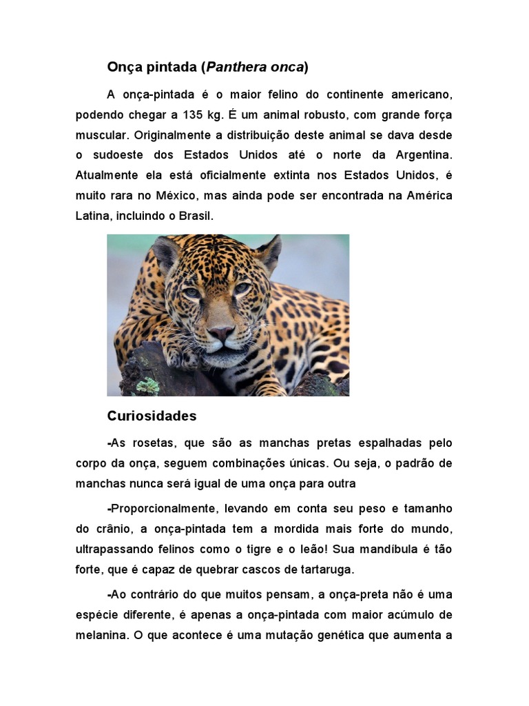 Características e curiosidades sobre a onça-pintada, o maior felino das ...