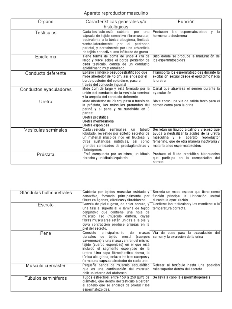Aparato reproductor masculino y femenino | PDF | Vagina | Testículo