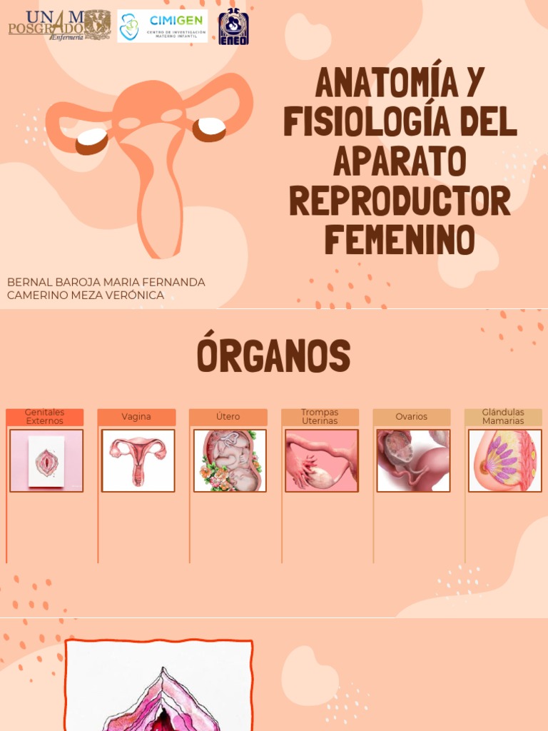 Anatomía y Fisiología Del Aparato Reproductor Femenino. | PDF | Vagina
