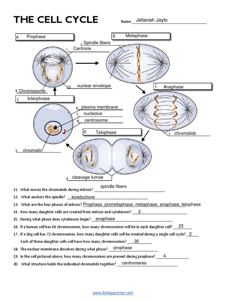 Visualize The Cell Cycle Interactive Labeling For Success - 437i3qb
