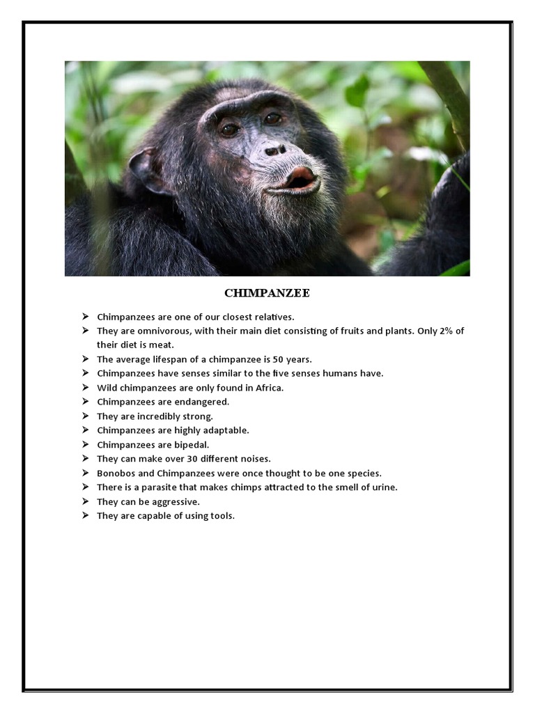 CHIMPANZEE TTXT | PDF