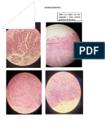 Placas Histologia