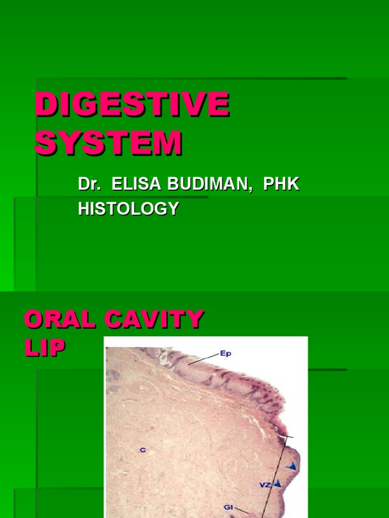 Anatomy and Histology of the Digestive System: A Focus on the Oral