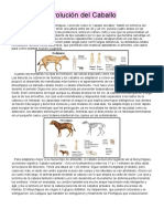 Evolución del Caballo: De Eohippus a Equus en