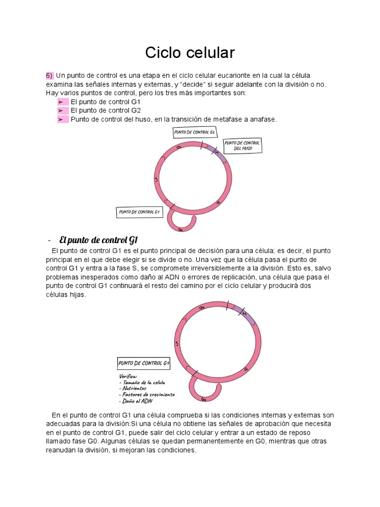 Ciclo Celular-Puntos de Control Del Ciclo | PDF | Mitosis | Cáncer