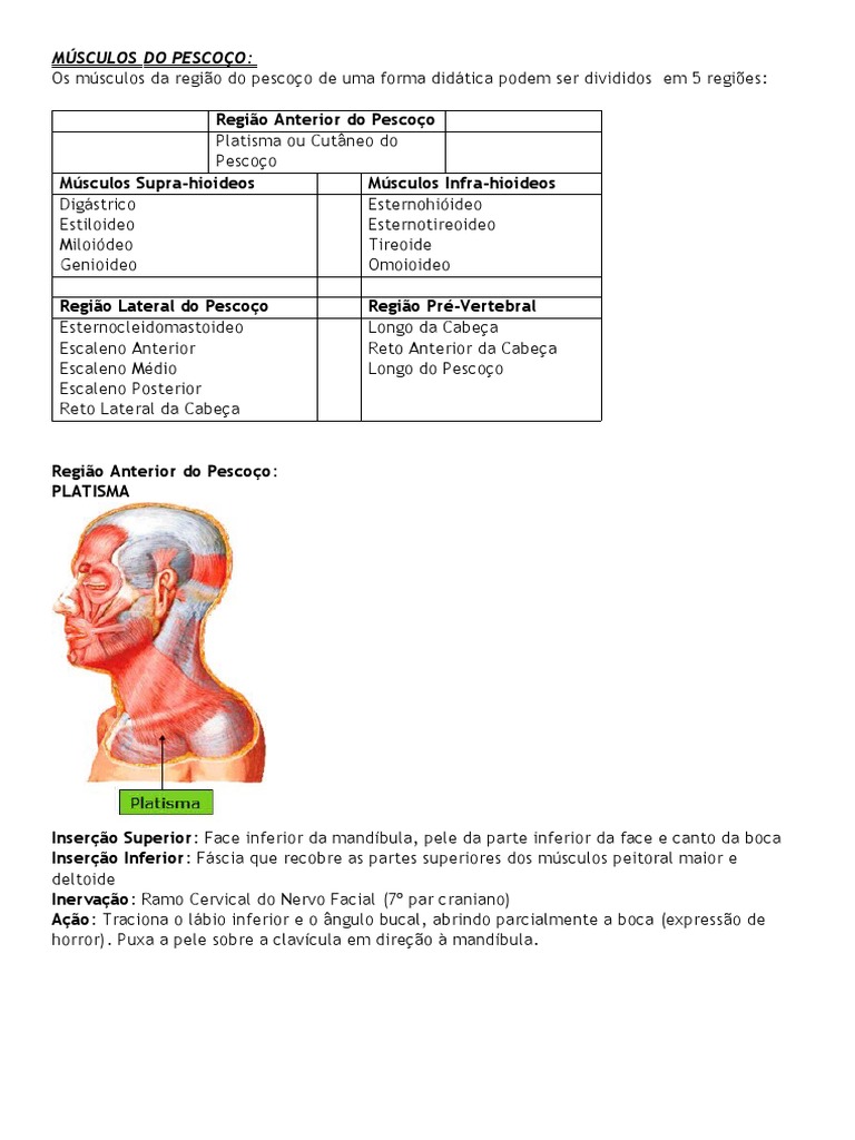 Músculos Do Pescoço Pdf Sistema Locomotor Anatomia Humana