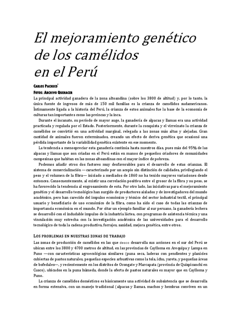 el-mejoramiento-gen-tico-de-los-cam-lidos-en-el-per-c-p-f-a-q