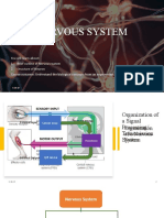 PPT 3 - Nervous System Intro.pptx