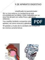 Digestivo Teoria PDF