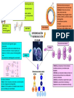 DIFERENCIACION Y REPRODUCCION CELULAR Mapa Mental MARYCARMEN CERVANTES