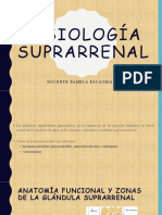 Fisiología Suprarrenal