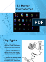 CH 14 Human Chromosomes