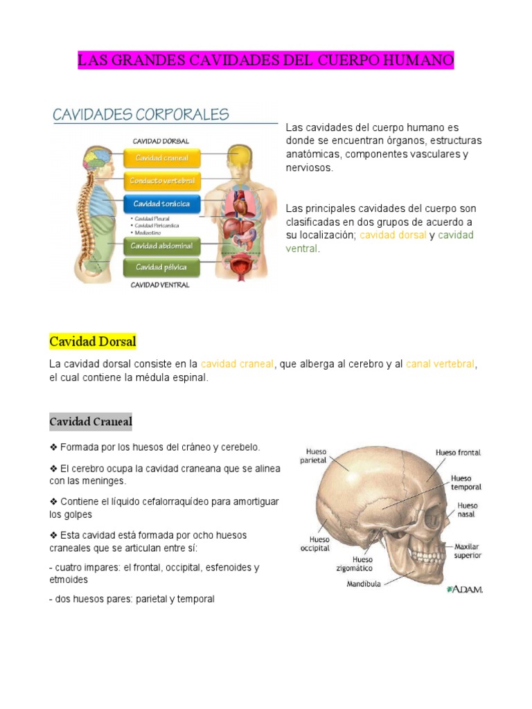 Cavidades Del Cuerpo Humano | Planos y Ejes Anatómicos en la Anatomía ...