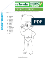 Fichas de El Cuerpo Humano para Segundo de Primaria