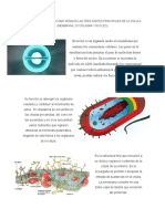 Esquema Mental en Donde Señales Las Tres Partes Principales de La Celula