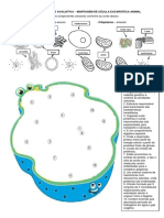 Ativ Montar Célula Animal Com Frases e Número Ciências 6 Ano 1 Tri 2020