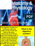 182 Anatomy Digestive System