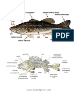 Imagini Conserve Peste 1 PDF