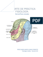 Nervios Craneales Reporte Fisiología