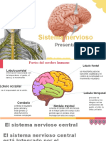 Sistema Nervioso