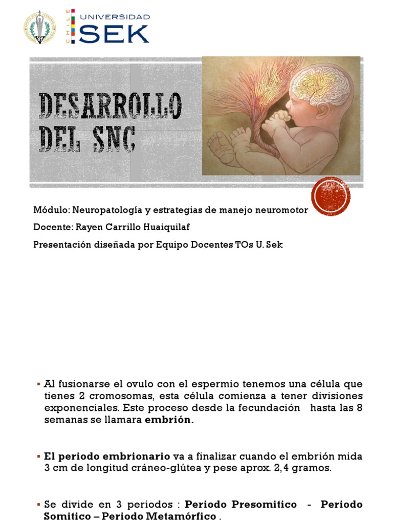 2.Desarrollo Del Sistema Nervioso PDF Embrión Neurona