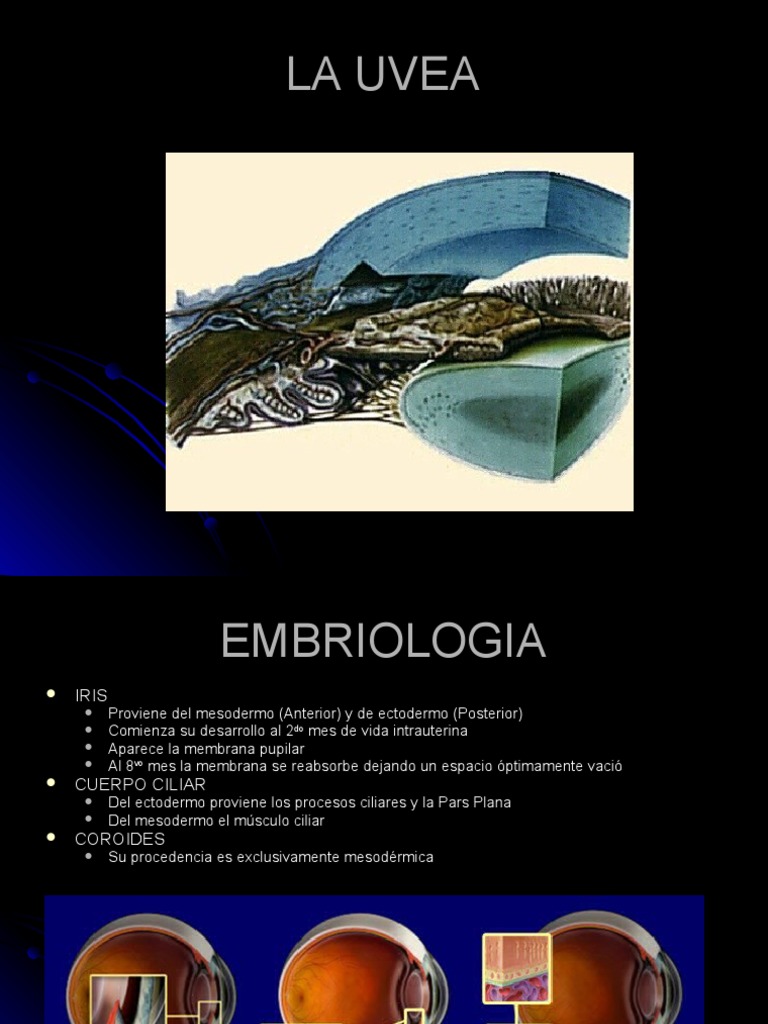 OFT Clase 8 LA UVEA | PDF | Ojo humano | Rasgos faciales