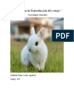 "Forma de Reproducción Del Conejo ": Oryctolagus Cuniculus
